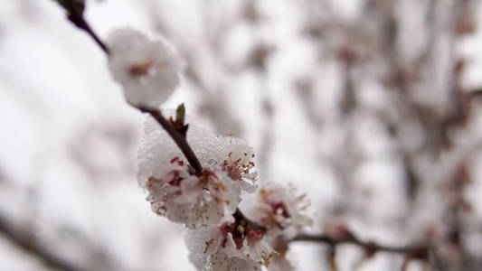 树开花伴春雪