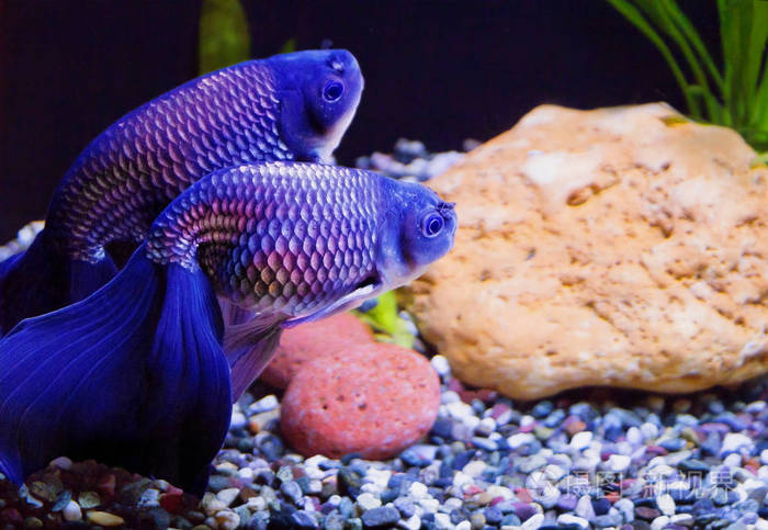 蓝色金鱼这是日本饲养的金鱼的繁殖形式尾巴是鱼的主要美它由两个几乎