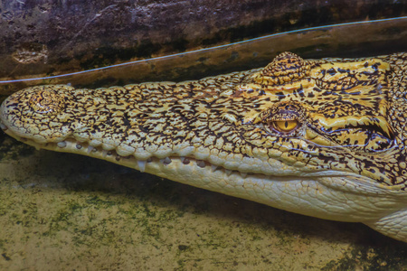 泰国鳄鱼农场里活着的金鳄鱼.照片