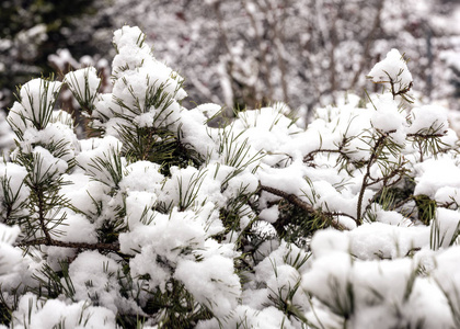 捷克森林中有雪的云杉树针