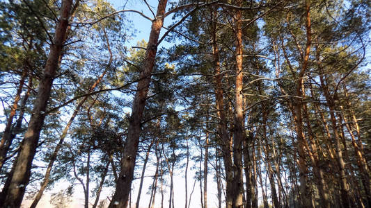 美丽的松林背景。 冬季自然壁纸。 森林景观。 森林背景