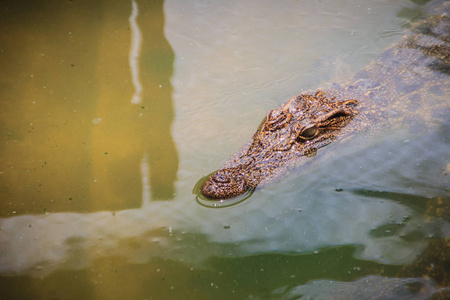 鳄鱼有敏锐的感觉，他们的眼睛，耳朵和鼻孔位于头顶，允许鳄鱼低卧在水中，几乎完全淹没和隐藏在猎物。