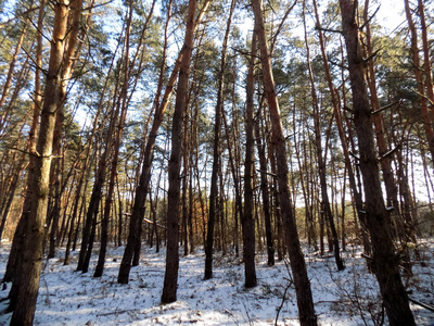 冬天的墙纸。 抽象的松林背景。 森林自然纹理。 美丽的松树背景