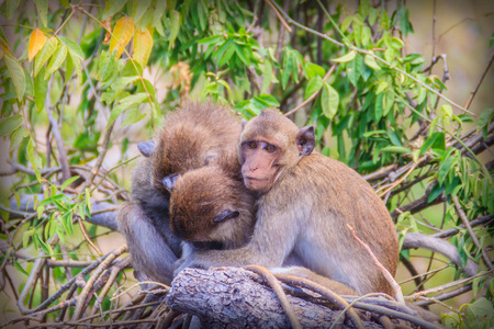 温暖的拥抱猴子在树梢。 猴子一家人互相拥抱。