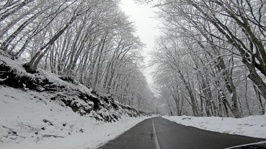 汽车POV驾驶危险的冬季山路与松树林，能见度低雾