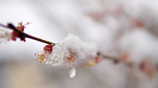 树开花伴春雪