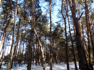冬天的墙纸。 抽象的松林背景。 森林自然纹理。 美丽的松树背景