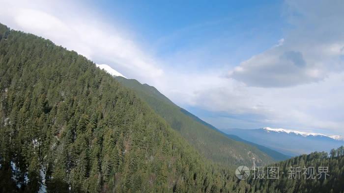 高山高海拔茂密的松树林