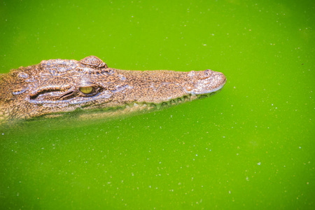 鳄鱼有敏锐的感觉，他们的眼睛，耳朵和鼻孔位于头顶，允许鳄鱼低卧在水中，几乎完全淹没和隐藏在猎物。
