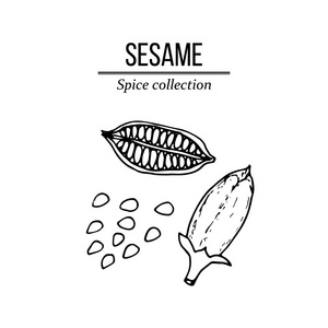 手绘芝麻图片-手绘芝麻素材-手绘芝麻插画-摄图新视界