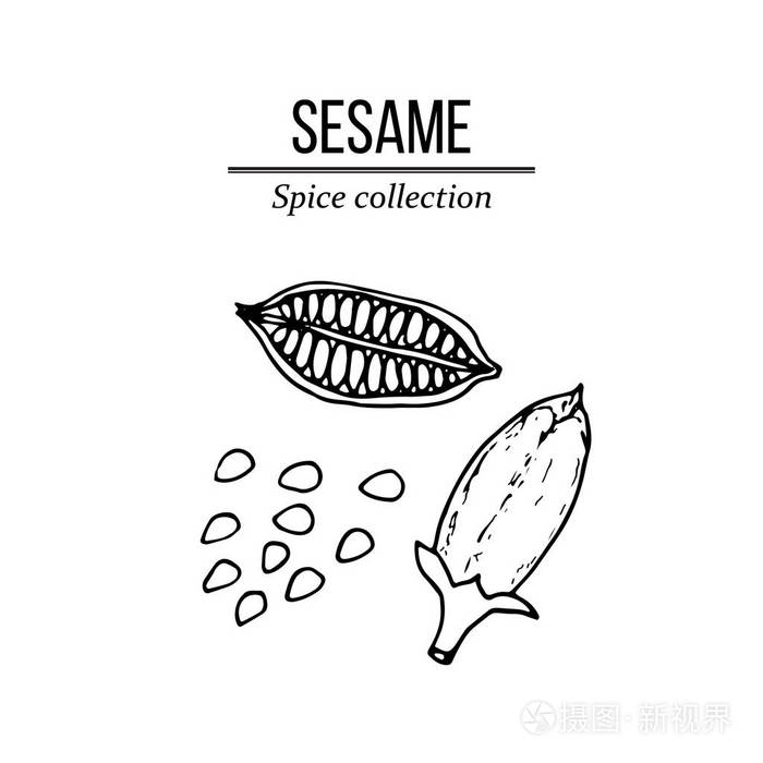 香料收集, 芝麻手绘插画-正版商用图片14kkl2-摄图新视界