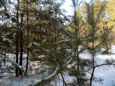 雪中的松枝。 冬季森林背景。 大自然壁纸