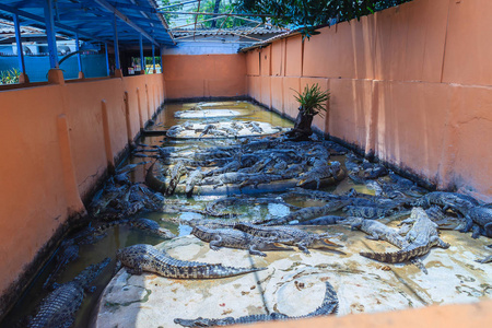 许多鳄鱼群正在混凝土池塘里晒太阳。 鳄鱼养殖，饲养鳄鱼，以生产鳄鱼和鳄鱼肉皮等商品。