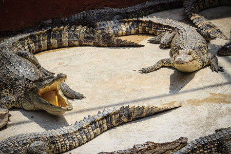 养殖池塘许多鳄鱼群正在混凝土池塘里晒太阳.