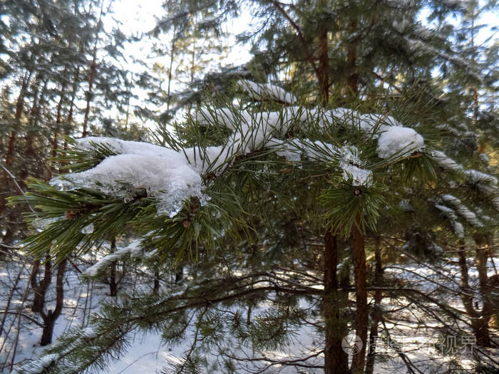 雪中的松枝。 冬季森林背景。 大自然壁纸