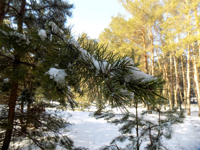 雪中的松枝。 冬季森林背景。 大自然壁纸