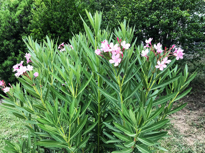 院子里有粉红色的花和绿叶。特写镜头