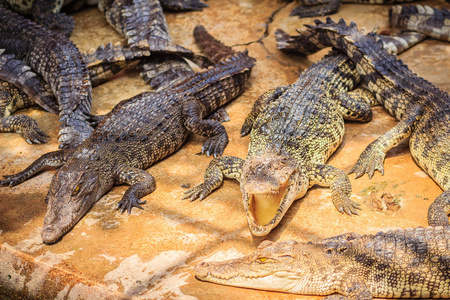 岸边鳄鱼群图片