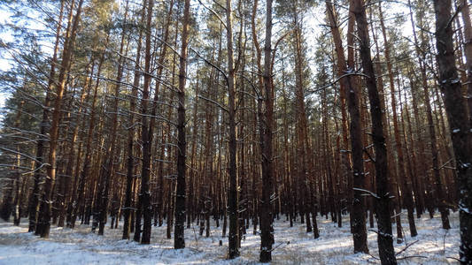 抽象冬季松林背景。 白雪中的绿松。 冬季森林壁纸