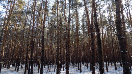 抽象冬季松林背景。 白雪中的绿松。 冬季森林壁纸