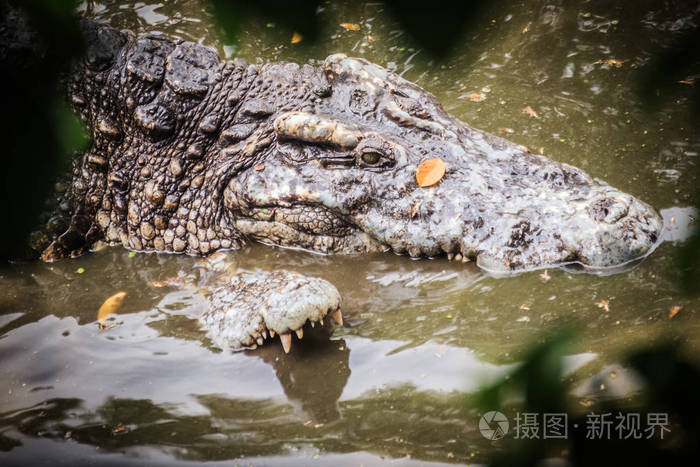 在泥泞的河岸交配鳄鱼雄性和雌性鳄鱼在繁殖季节试图在水中交配
