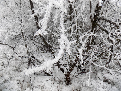 抽象霜林背景..白色的树枝纹理。伍兹墙纸。冬季森林景观