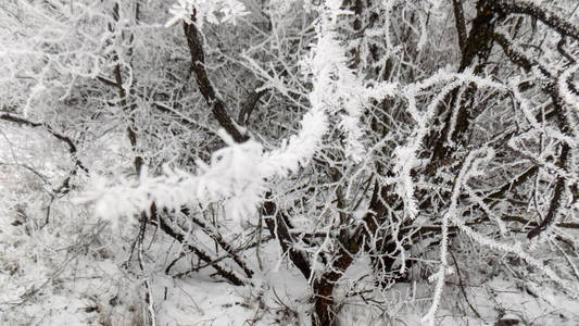 抽象霜林背景..白色的树枝纹理。伍兹墙纸。冬季森林景观