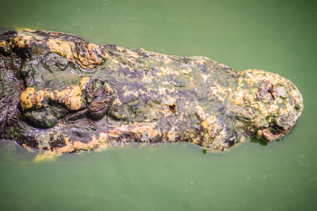 s head emerges from the water and ready to strike.