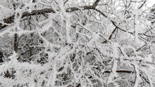 枝上美丽的霜..冬季森林背景。艺术自然纹理。树枝壁纸