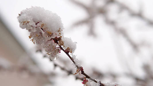 春季树花雪特写镜头..天气异常