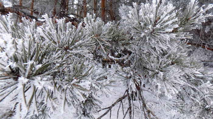 冬季自然背景 松枝上的雪 森林壁纸照片 正版商用图片14kp0m 摄图新视界