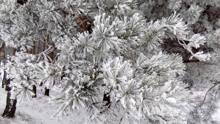 冬季自然背景 松枝上的雪 森林壁纸照片 正版商用图片14kpfj 摄图新视界