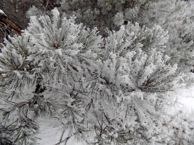 冬季自然背景。松枝上的雪..森林壁纸