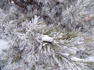 冬季自然背景。松枝上的雪..森林壁纸