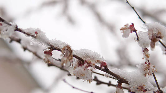 开花杏树和春雪覆盖在树枝上，电影拍摄