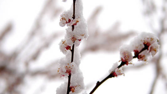 春季树花雪特写镜头..天气异常