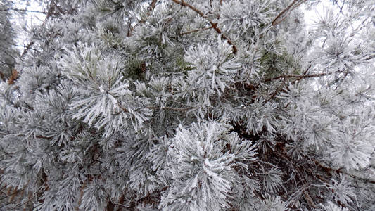 美丽的冬松林壁纸..松枝上雪霜..自然背景