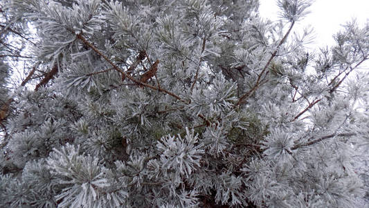 美丽的冬松林壁纸..松枝上雪霜..自然背景