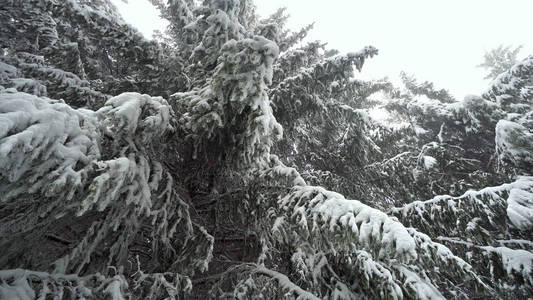 在西伯利亚冬季的密林下移动，雪下的树枝