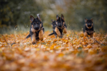 秋天公园里的德国牧羊犬小狗图片