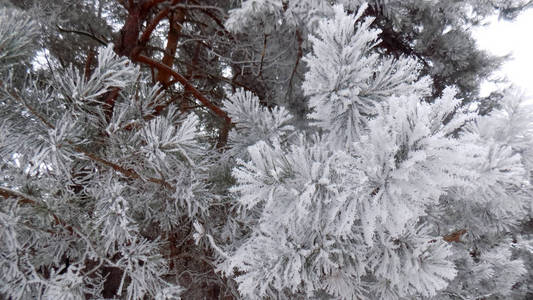 美丽的冬松林壁纸..松枝上雪霜..自然背景