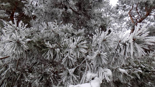 霜松林背景。 冬季自然景观。 树枝壁纸上的雪