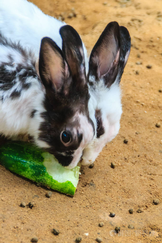 可爱的黑白兔子在兔子农场吃食物