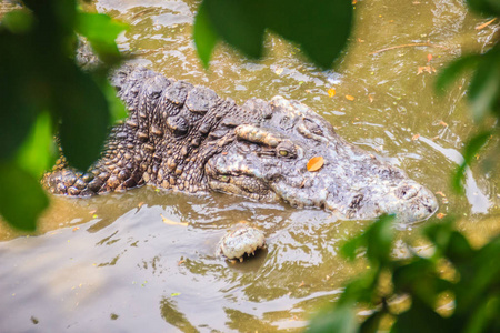 在泥泞的河岸鳄鱼。 雄性和雌性鳄鱼在繁殖季节试图在水中。