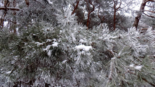 霜松林背景。 冬季自然景观。 树枝壁纸上的雪