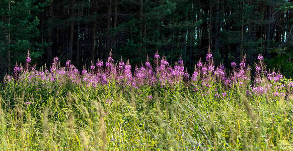 阳光明媚的山茱萸花对黑暗的阴影森林。 它的常见名称是浮萍大柳草和玫瑰湾柳草。 紫到粉红色的火草野花。