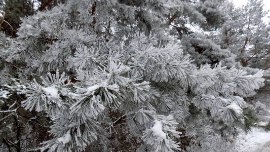 霜松林背景。 冬季自然景观。 树枝壁纸上的雪