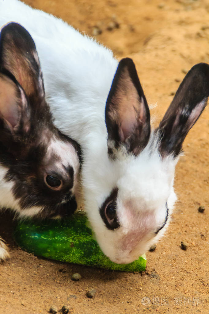 可爱的黑白兔子在兔子农场吃食物