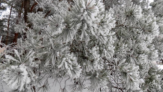 美丽的冬季松林背景。 松枝背景上的雪。 大自然壁纸