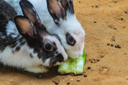 可爱的黑白兔子在兔子农场吃食物。 商业兔养殖业务可以是满足食品或蛋白质需求的巨大来源，也是就业的巨大来源。